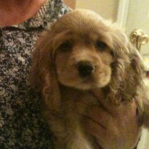 Meet your Posher, Lucy